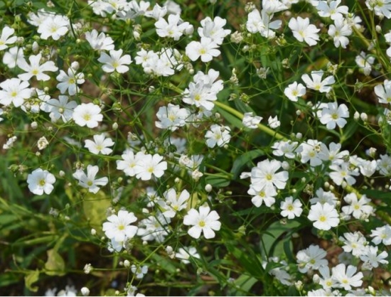 image.jpeg