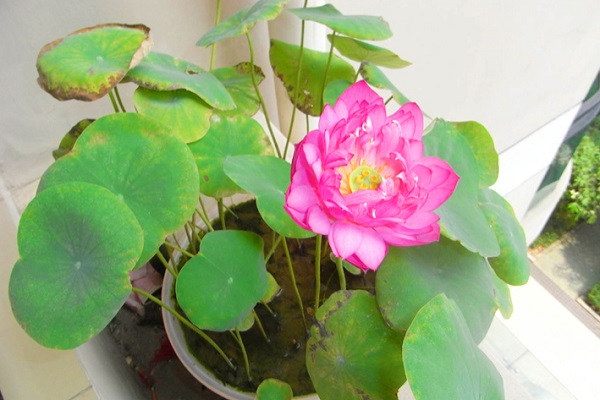 image.jpeg