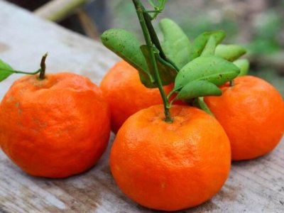 橘子冬天可以种吗