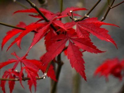 五月份中国红枫树叶子红了吗