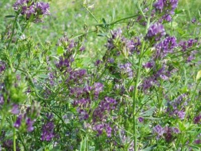 紫花苜蓿冬季可以越冬吗