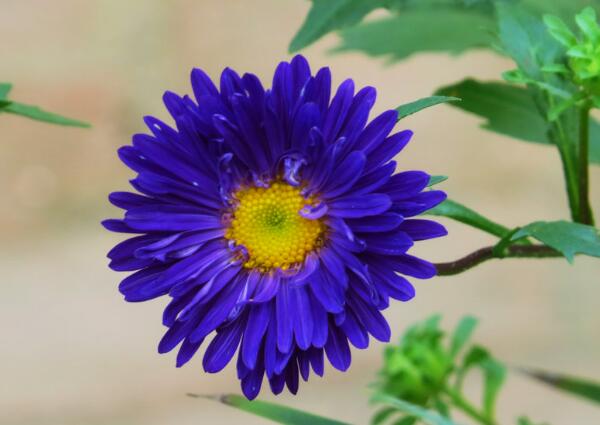 <a href='https://www.lvbad.com/caohuazhongzi/1033.html' target='_blank'>翠菊</a>12.jpg
