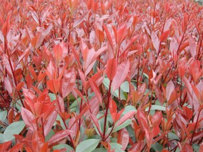 红叶女贞能在新疆种植吗？