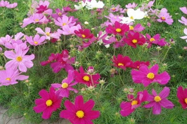 <a href='https://www.lvbad.com/caohuazhongzi/1054.html' target='_blank'>格桑花</a>3 [原始大小].jpg