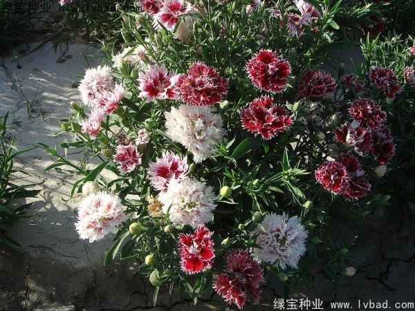 康乃馨1.jpg