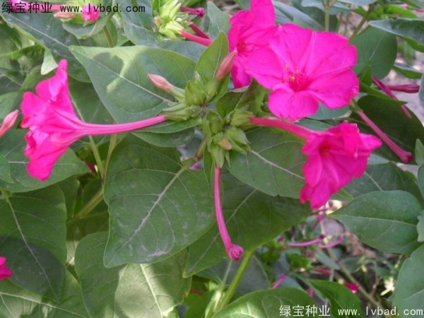 <a href='https://www.lvbad.com/caohuazhongzi/1658.html' target='_blank'>紫茉莉</a>1.jpg