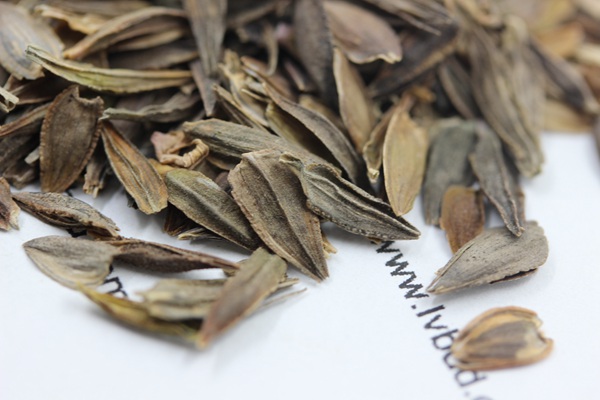<a href='https://www.lvbad.com/caohuazhongzi/1020.html' target='_blank'>百日草种子</a>2.jpg
