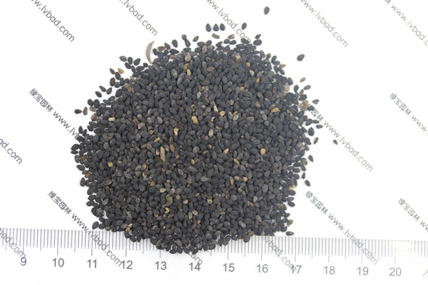 <a href='https://www.lvbad.com/caohuazhongzi/1061.html' target='_blank'>黑种草</a> 草花-4.jpg
