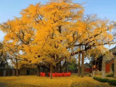 银杏树到了冬天叶子会掉光吗