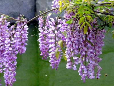 紫藤第一年栽能开花吗