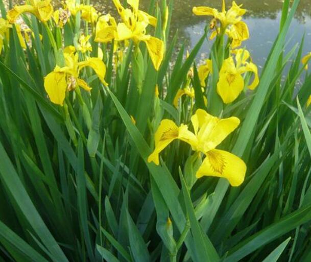 江苏有石菖蒲吗-绿宝园林网