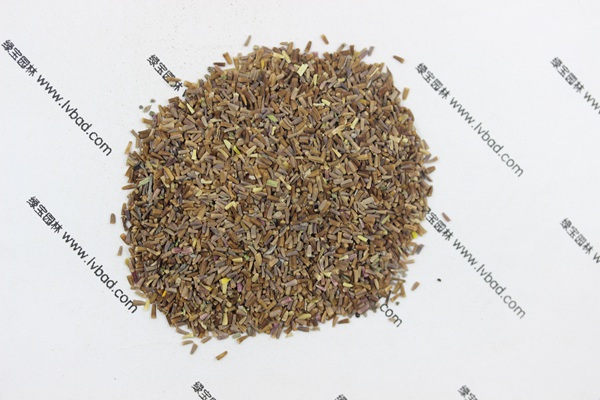 <a href='https://www.lvbad.com/caohuazhongzi/1072.html' target='_blank'>黄菊花种子</a>1.jpg