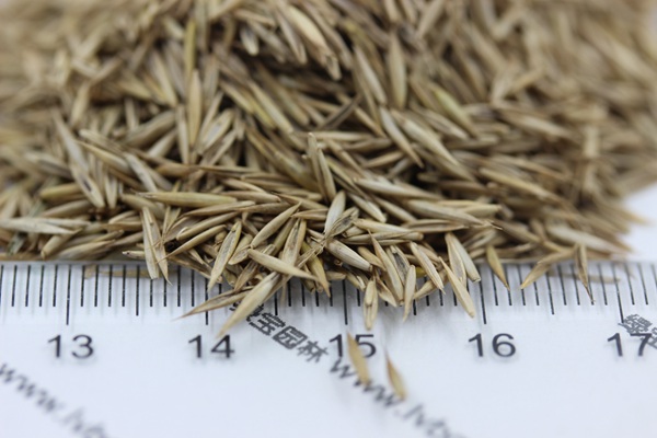 <a href='https://www.lvbad.com/caopingzhongzi/1681.html' target='_blank'>紫羊茅种子</a>3.jpg