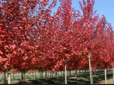 美国红枫的叶子常年是红色的吗