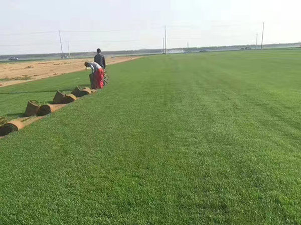 <a href='https://www.lvbad.com/caopingzhongzi/1679.html' target='_blank'>早熟禾种子</a>14.jpg