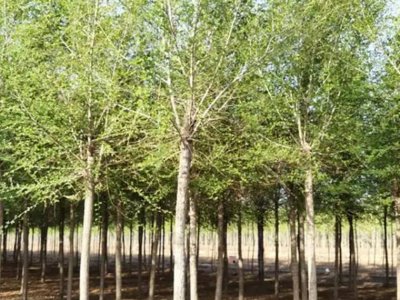 榆树适合在北方种植吗？