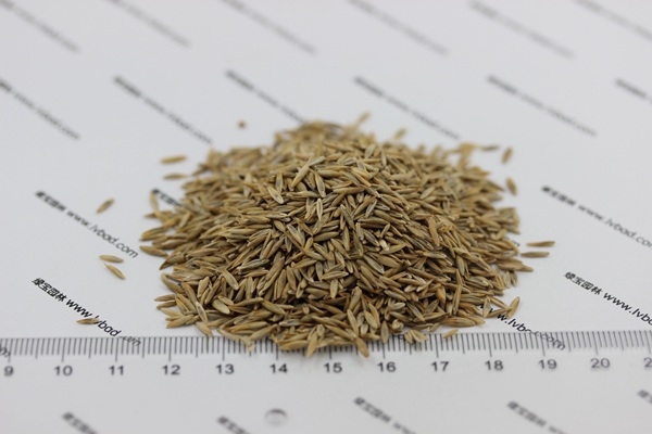 <a href='https://www.lvbad.com/caopingzhongzi/1667.html' target='_blank'>高羊茅</a>2.jpg