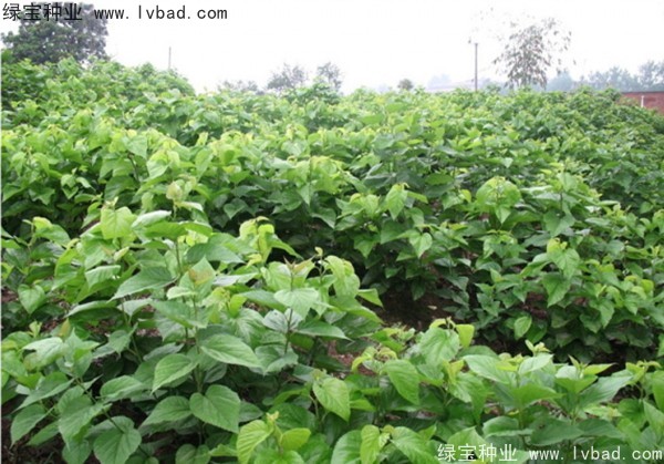 1664001972439984.jpg <a href='https://www.lvbad.com/linmuzhongzi/1769.html' target='_blank'>桑树</a>种子5.jpg