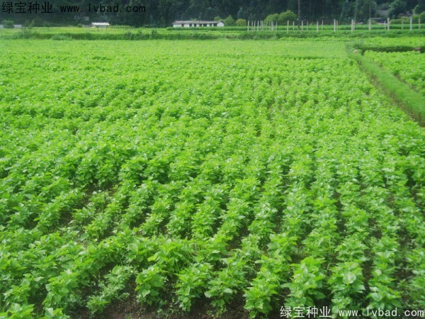 1664001982508896.jpg <a href='https://www.lvbad.com/linmuzhongzi/1769.html' target='_blank'>桑树种子</a>2.jpg