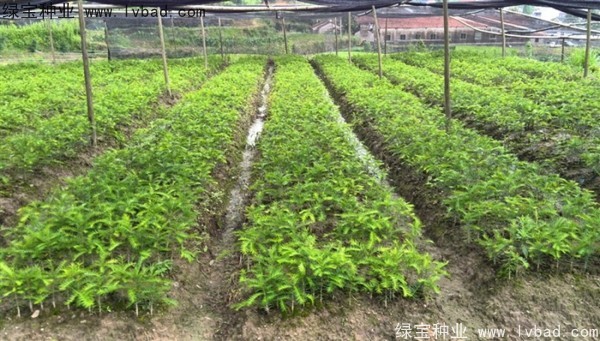 香榧3.jpg