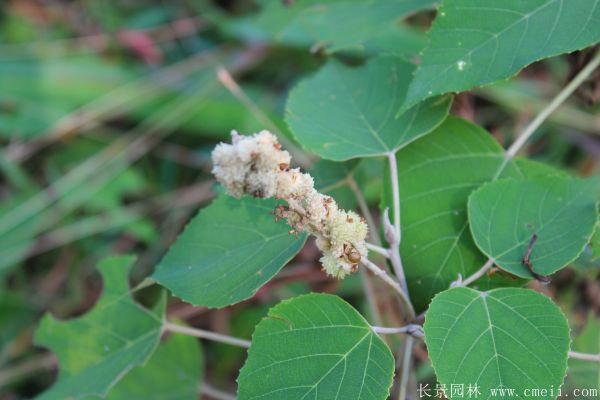 山<a href='https://www.lvbad.com/linmuzhongzi/1812.html' target='_blank'>乌桕</a>图片山<a href='https://www.lvbad.com/linmuzhongzi/1812.html' target='_blank'>乌桕</a>苗木基地实拍