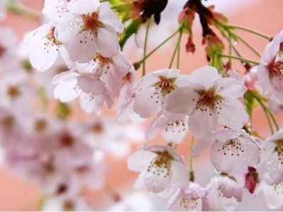樱花树有绿化作用吗