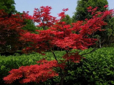日本红枫能嫁接在北方枫树上吗