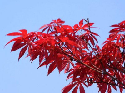 中国红枫树春天的是红色的吗