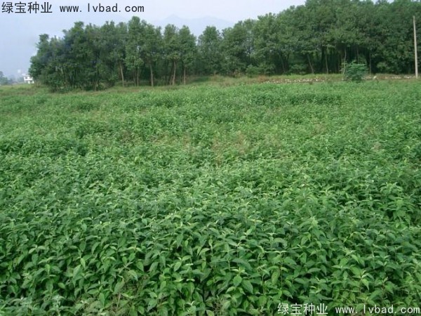<a href='https://www.lvbad.com/linmuzhongzi/2220.html' target='_blank'>光皮树种子</a>2.jpg