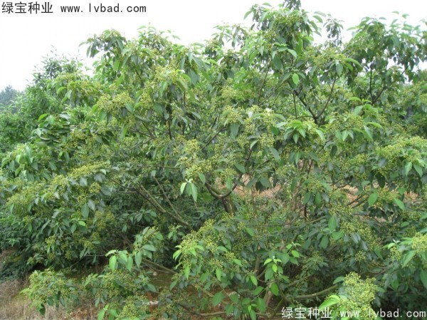 <a href='https://www.lvbad.com/linmuzhongzi/2220.html' target='_blank'>光皮树种子</a>1.jpg