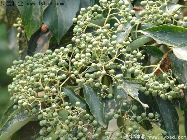 <a href='https://www.lvbad.com/linmuzhongzi/2220.html' target='_blank'>光皮树</a>种子3.jpg