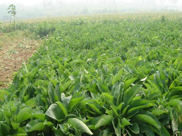 鲁梅克斯种子7.jpg