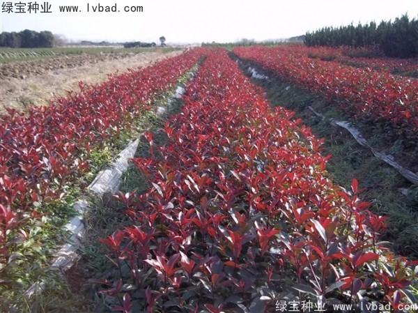红叶石楠种子3.jpg