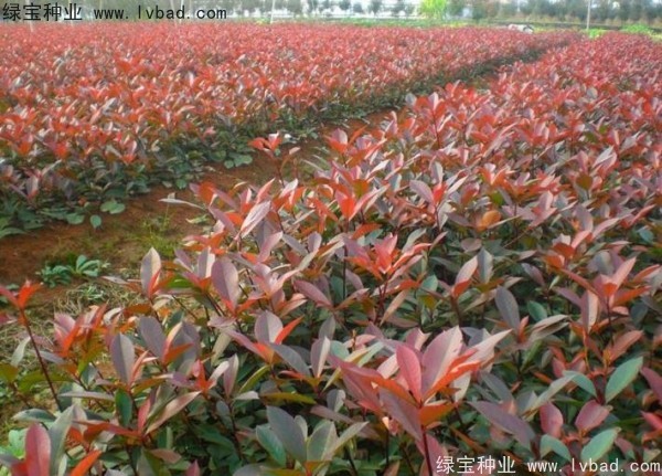 红叶石楠种子2.jpg