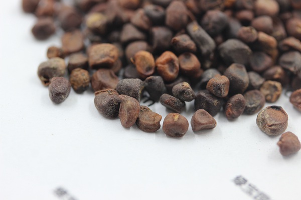 <a href='https://www.lvbad.com/caohuazhongzi/1591.html' target='_blank'>马兰种子</a>-马莲2.jpg
