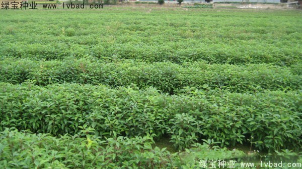 <a href='https://www.lvbad.com/linmuzhongzi/1780.html' target='_blank'>香樟树</a>1.jpg