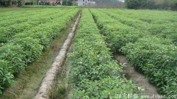 香樟树4.jpg