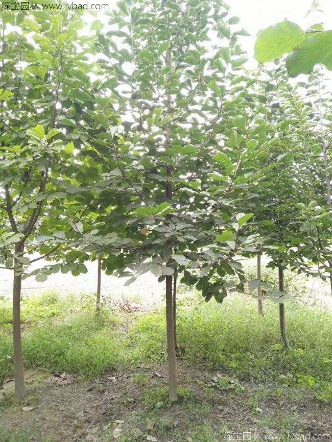 <a href='https://www.lvbad.com/xingdaoshu/3377.html' target='_blank'>二乔玉兰</a>8.jpg