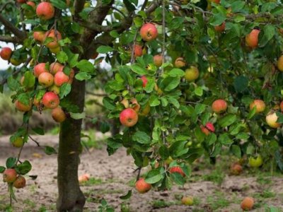 广西可以种苹果树吗