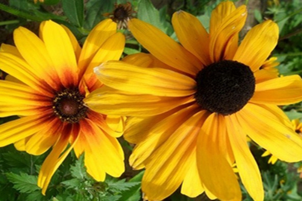 <a href='https://www.lvbad.com/caohuazhongzi/1060.html' target='_blank'>黑心菊</a>9 [原始大小].jpg
