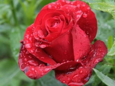 玫瑰花的种子可以种植吗