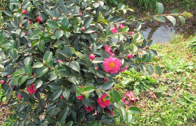 茶梅2.jpg