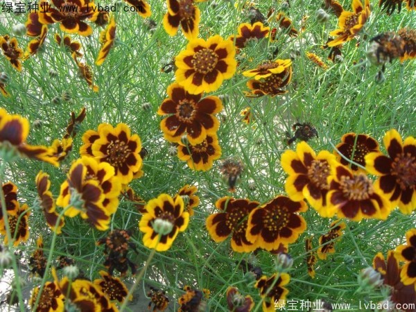 <a href='https://www.lvbad.com/caohuazhongzi/1568.html' target='_blank'>金鸡菊种子</a>7.jpg