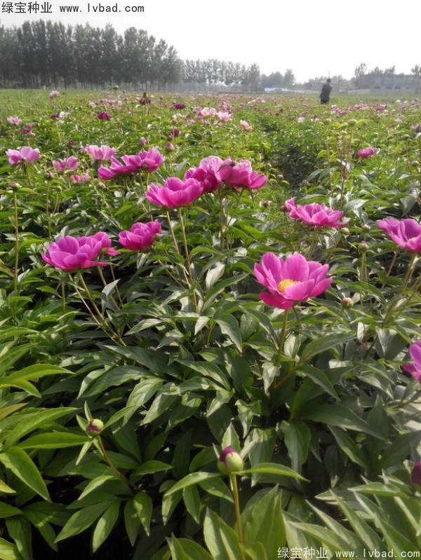 芍药2.jpg