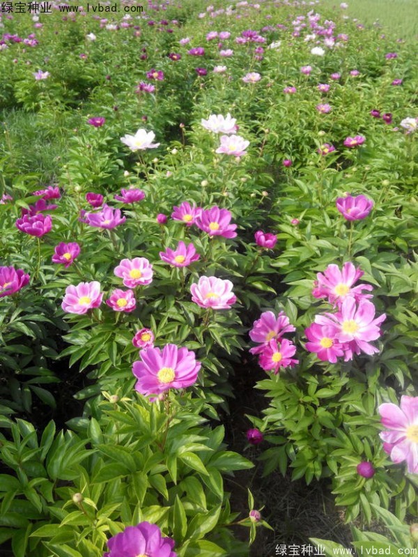 芍药3.jpg