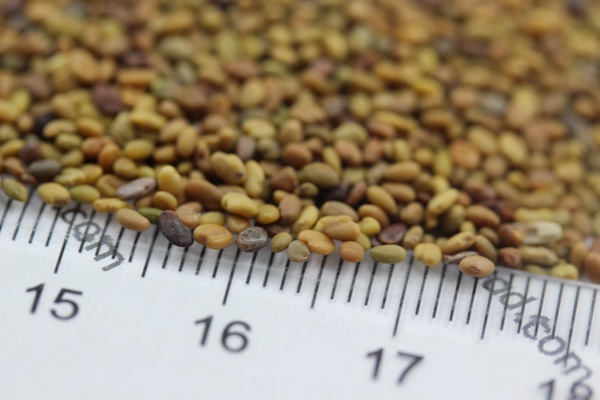 <a href='https://www.lvbad.com/mucaozhongzi/1683.html' target='_blank'>草木犀种子</a>5.jpg