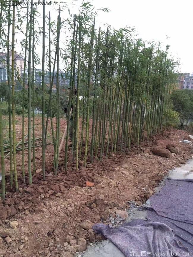 毛竹16.jpg