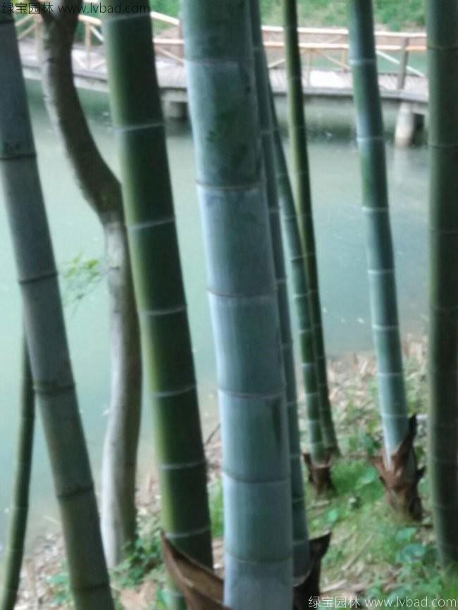 毛竹17.jpg