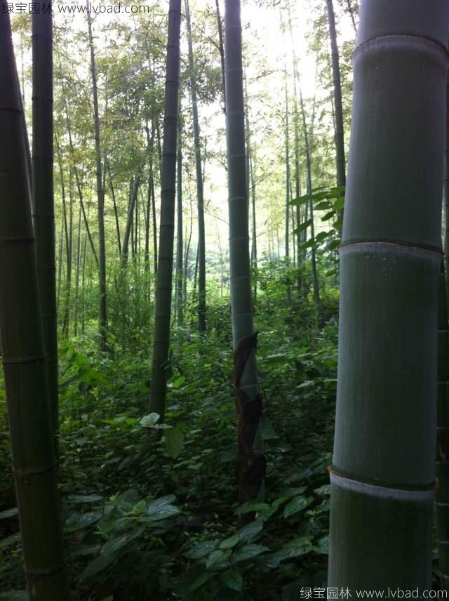 毛竹18.jpg