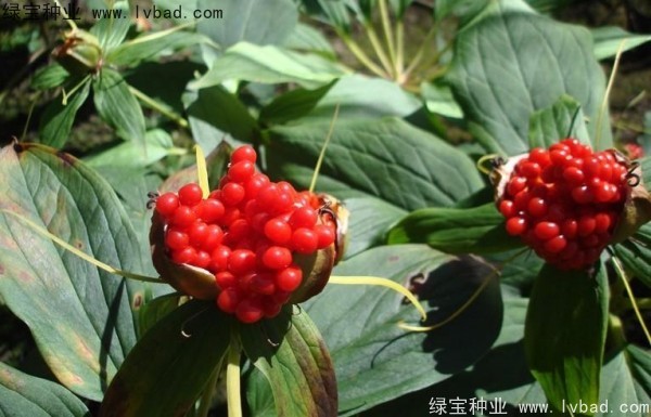 <a href='https://www.lvbad.com/yaocaizhongzi/2373.html' target='_blank'>重楼种子</a>2.jpg